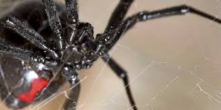 The initial bite of the black widow spider may be unnoticeable to the victim. What Happens If You Re Bitten By A Black Widow Spider