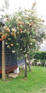 Image result for Buddleja saligna