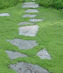 10 Bodendecker Pflanzen Als Alternative Zur Rasenflache Bodendecker Pflegeleichte Gartengestaltung Garten
