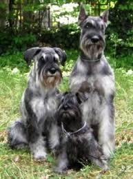 Black And Silver Giant Schnauzer Puppies For Sale Schnauzer Breed Information History Health Pictures And More Schnauzer Breed Schnauzer Schnauzer Grooming