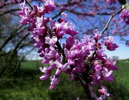 This tree has very unique leaves, which have 4 rounded lobes. On Nature Column Beauty Of The Redbuds Nears Bloom Opinion Heraldbulletin Com