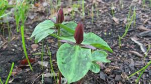 The species known as bush honeysuckle are upright deciduous shrubs with long arching branches, are commonly 6 to 20 feet tall, and have. April Is Native Plant Month In Ohio 10tv Com