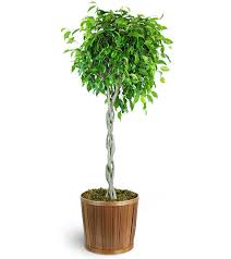 Image result for Ficus tesselata