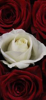 Welcome flower lovers to best collection of white rose wallpapers. One White Rose Many Red Rose 1080x1920 Iphone 8 7 6 6s Plus Wallpaper Background Picture Image