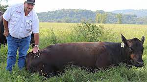 Fun Facts About Tennessee Beef2live Eat Beef Live Better