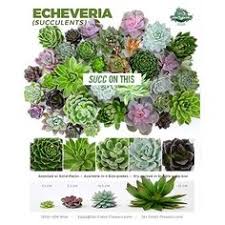 Jftv, jet fresh flowers & jet fresh flowers growers proudly presents #brunchenlafinca! Jet Fresh Flower Variety Sheets Posters