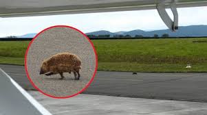 В Германии еж парализовал работу аэродрома / В мире / Судебно-юридическая  газета