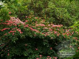 In fall, the leaves of c. Cornus Kousa Satomi From Burncoose Nurseries Flowering Dogwoods