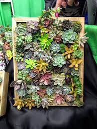 Do you know the name? Succulents And Cacti Mants 2020 Jack Frost Gardens