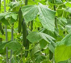 Knowing your soil type helps determine how much and what nutrients your cucumbers need. Cucumber Haifa Group