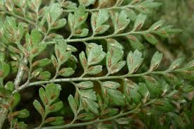 Image result for Asplenium uschiae