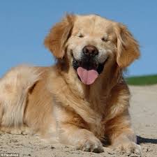 Even Though He Was Born Without Eyes Smiley Is The Best Therapy Dog Around Therapy Dogs Golden Retriever Blind Dog