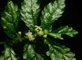 Image result for Elatostema monticola