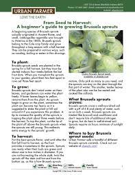 How To Grow Brussel Sprouts Brussel Sprouts Container Gardening Vegetables Backyard Vegetable Gardens