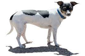Apr 03, 2021 · minimum and maximum life span of the rat terrier dog. Rat Terrier Dog Breed Information And Pictures Petguide