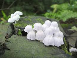 兵衛日記: 大川平次渦正の集団？