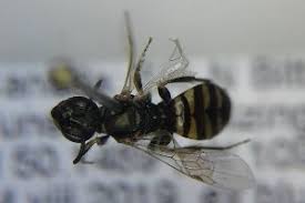 Image result for Isoglossa perdita