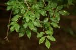 Image result for Pterocarpus lucens