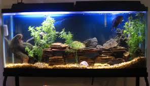 Show Us Your Tanks | Jack Wattley Discus Fish