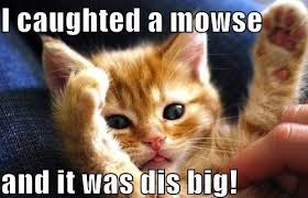 I Caughted A Mouse And It Was This Big Cute Animal Memes Funny Animal Memes Funny Animals