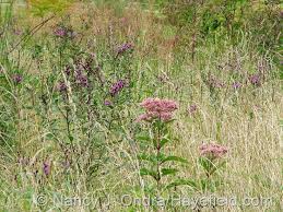 Image result for Vernonia nepetifolia