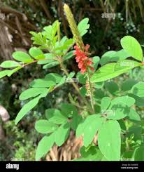 Image result for Indigofera hirsuta