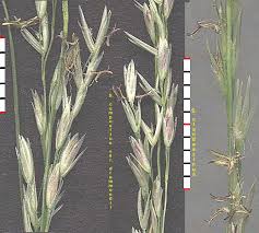 Image result for Sporobolus consimilis