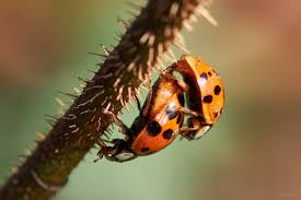 Here are the sexiest girls form internet in a cam gold show form their homes. Sex Im Garten Foto Bild Tiere Wildlife Insekten Bilder Auf Fotocommunity