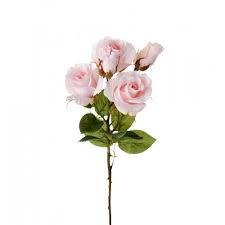List of 1 pibk definition. Big Pibk Roses Branch Becara Tienda Online