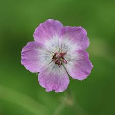 Pin On Geranium