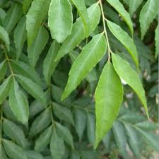 Ia mujarab untuk mengubati masalah perut tidak hadam dan masalah kelemumur. Nama Gelaran Unik Design Emas Di Pasaran Some Bullet For Your Head