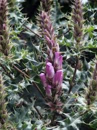 Image result for Acanthus polystachyus