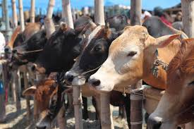 Image result for eid al adha