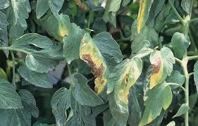 Image result for tomato seedling fusarium wilt