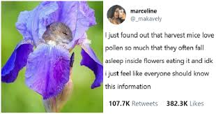 The mouse and flower are made from wool. These Harvest Mice Photos Have Gone Viral Because They Re Simply All The Cuteness The Poke