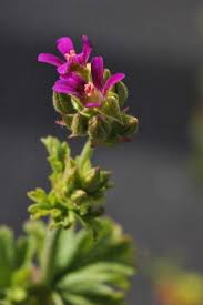 Image result for Pelargonium grossularioides