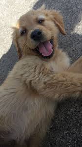 Golden retriever puppies for adoption in new england. Pin On Doggies