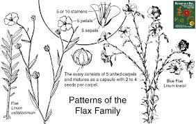 Image result for Linaceae