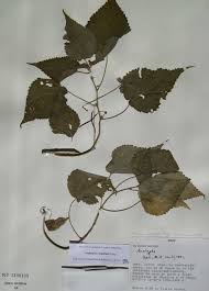 Image result for Acalypha welwitschiana