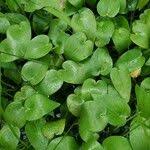 Image result for Heteranthera callifolia