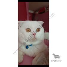 beyaz kedime aile ariyorum kedi ailem renkler
