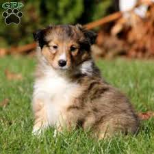 With their breeder, waiting for you! Sheltie Puppies For Sale Shetland Sheepdog Greenfield Puppies