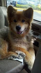 What is a husky and german shepard mix called? 11 Dangerously Fluffy German Shepherd Mixes