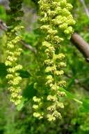 Image result for Julbernardia globiflora