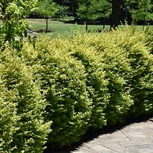 However the more sun this evergreen gets, the brighter the color. Sunshine Privet Ligustrum Sinense Sunshine In Columbia Spring Hill Franklin Lewisburg Nashville Tennessee Tn At Fernwood Garden Center