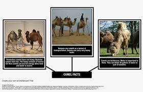 How did it impact the luminosity performance and status g. How The Camel Got His Hump Fun Facts About Dromedary Camel Free Transparent Png Download Pngkey