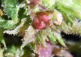 Image result for Rytigynia bridsoniae