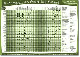 companion planting chart garden with companion plants