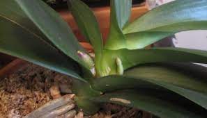 How To Tell The Difference Between Orchid Roots And Orchid Spikes Brooklyn Orchids Orchid Roots Orchid Plant Care Phalaenopsis Orchid Care