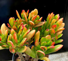 Image result for Crassula rhodesica